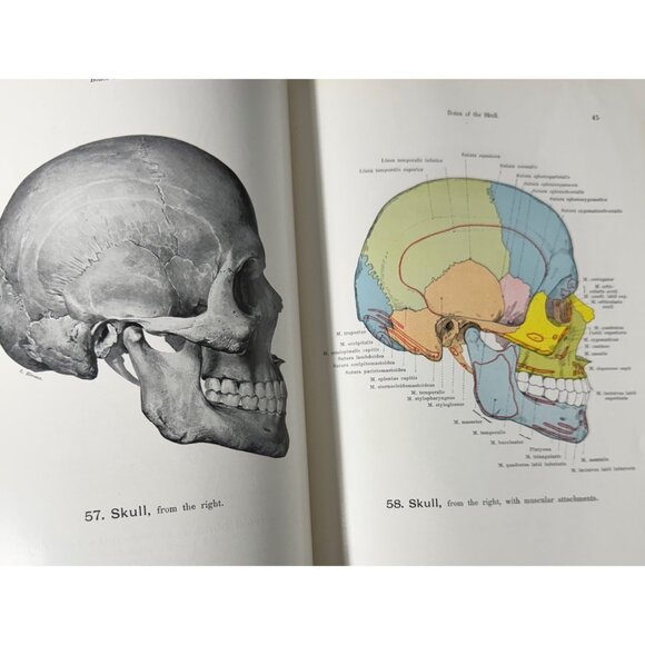 Werner Spalteholz Hand Atlas Of Human Anatomy Vol I Lippincott Medical HC Third - Picture 10 of 16
